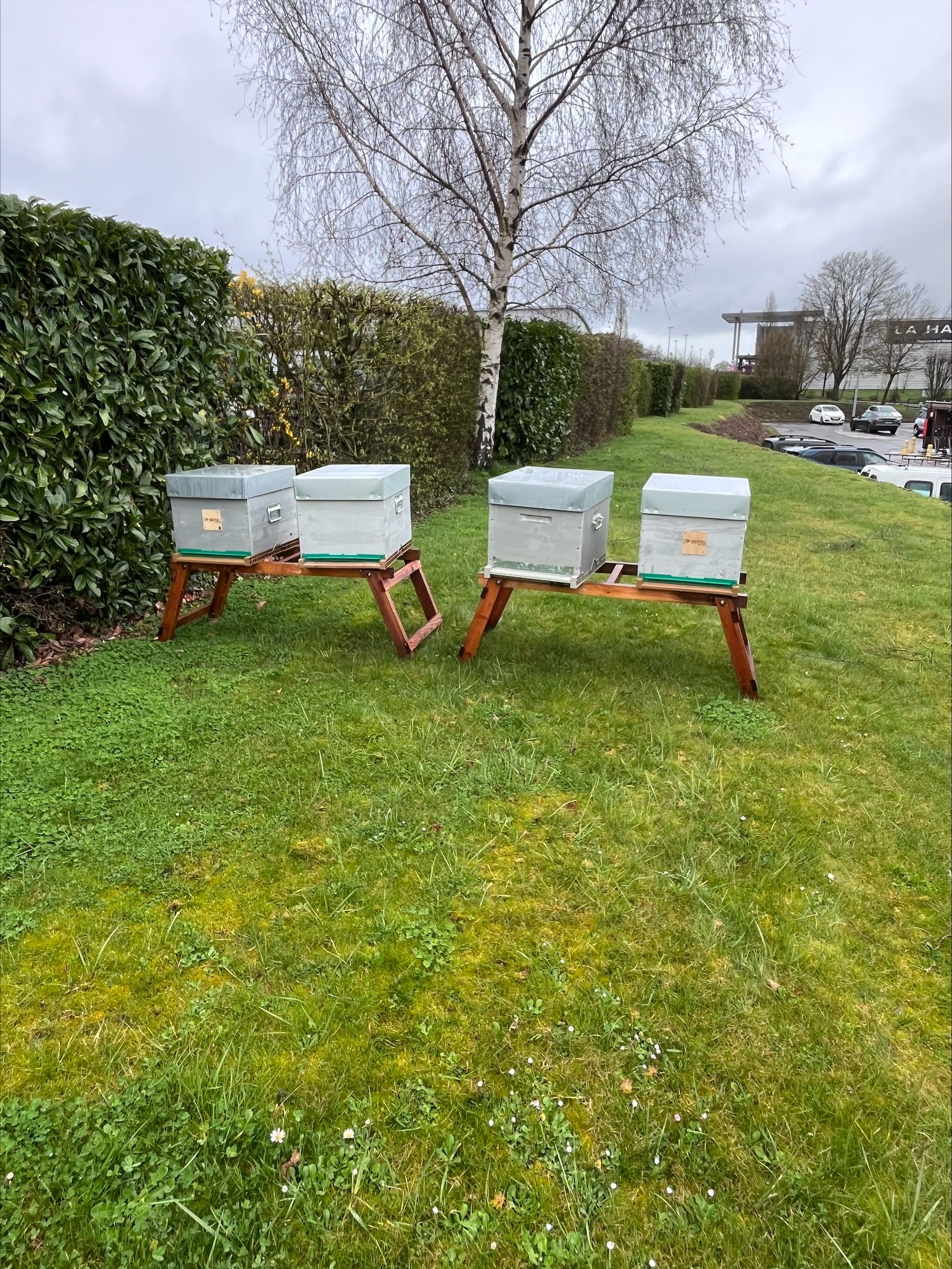 Les quatres ruches installées sur l'herbe