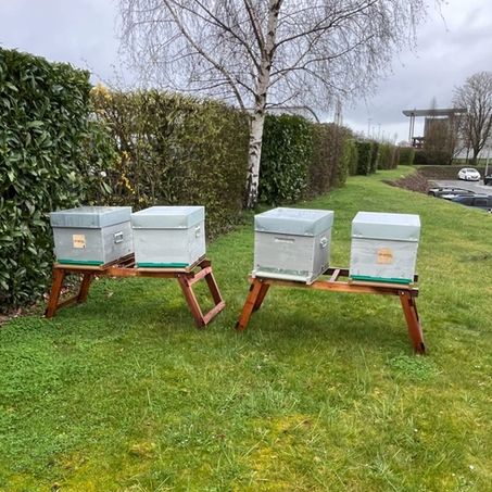 Les quatres ruches installées sur l'herbe