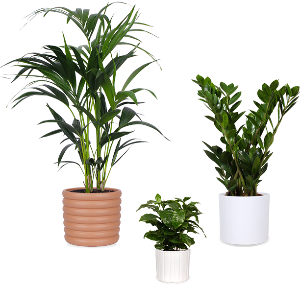 Schattenpflanzen | Zimmerpflanzen wenig Licht | Plantsome