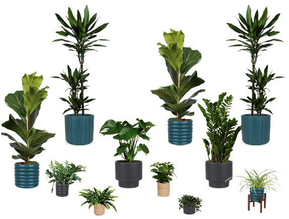 zimmerpflanzen bad Bad-Zimmerpflanzen-Kollektion (x3) - Nephrolepis Duffii, Monstera minima,  Asplenium Crispy Wave main image 1