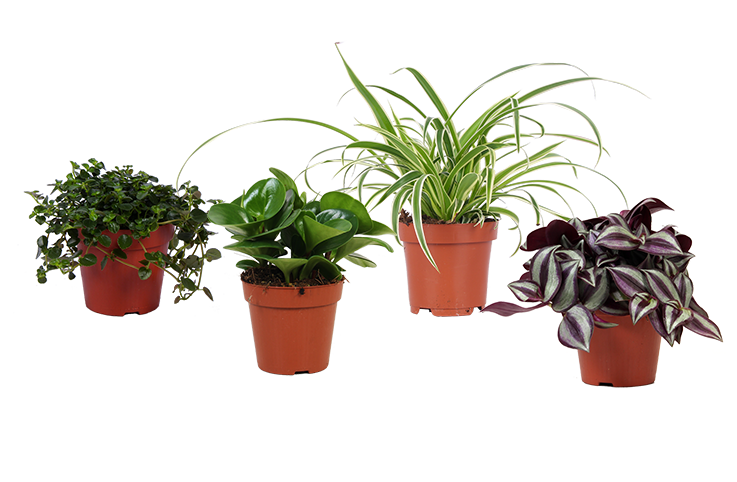 Plantenpakket “Klein kopen Plantsome