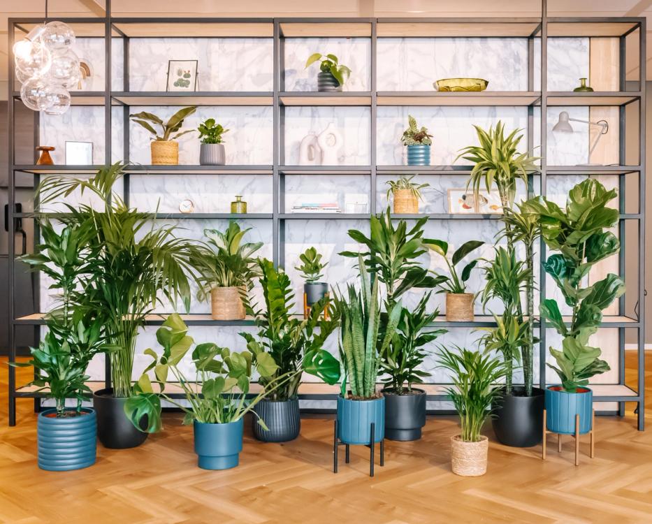 Boodschapper vriendelijk Secretaris Plantenpakket “Kantoor Kabaal kopen | Plantsome