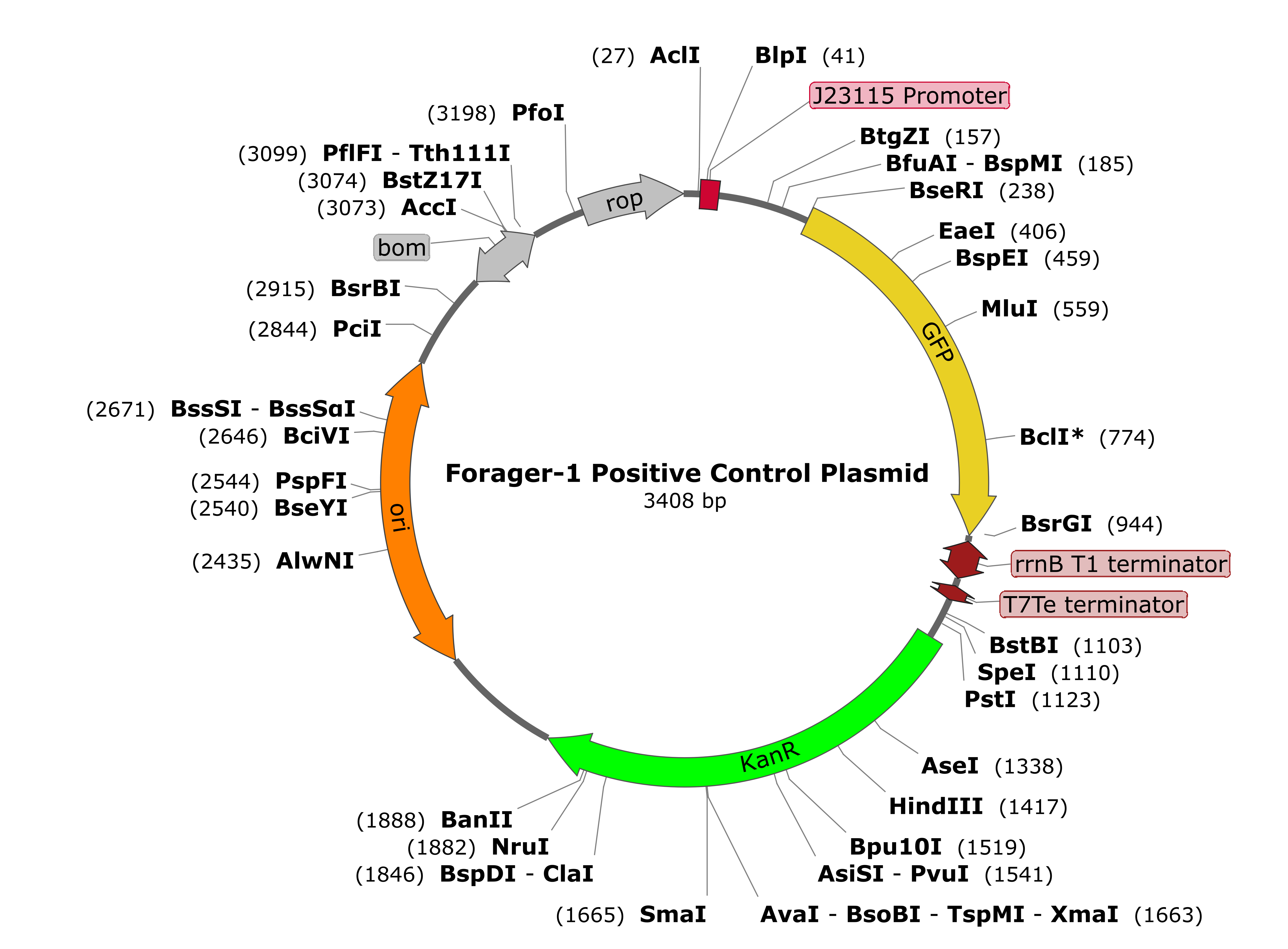 Plasmid map of Forager-1 Positive Control Plasmid
