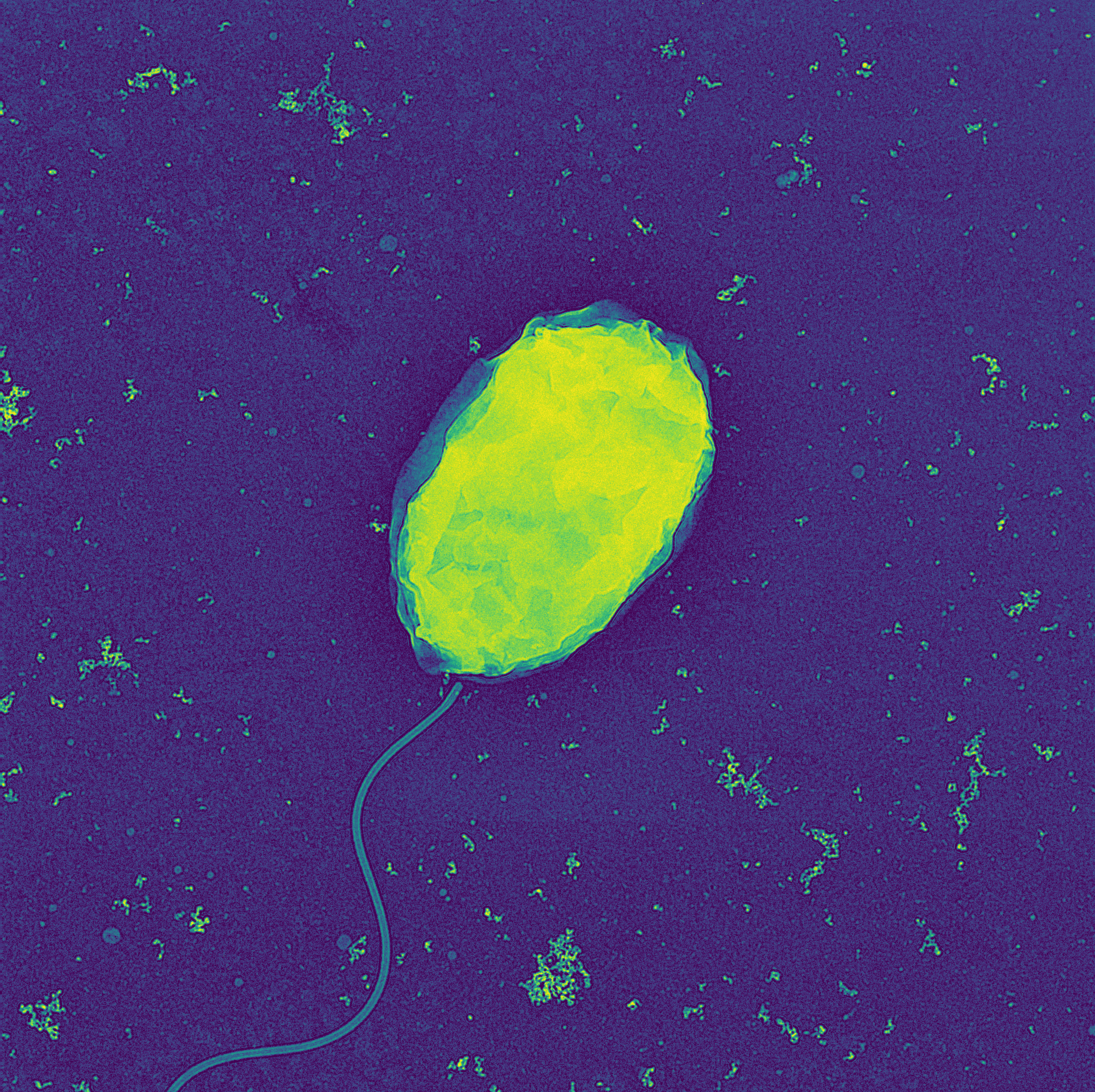 False Color Electron Micrograph of Forager-1