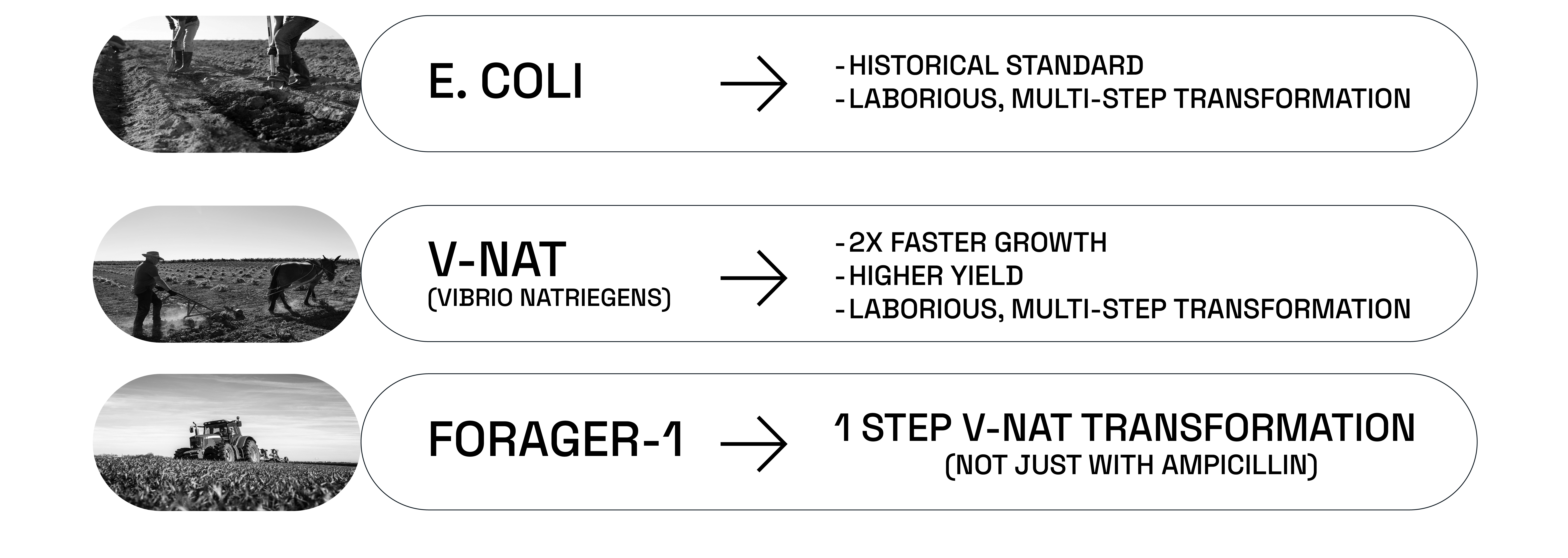 E. coli earned it's place in history