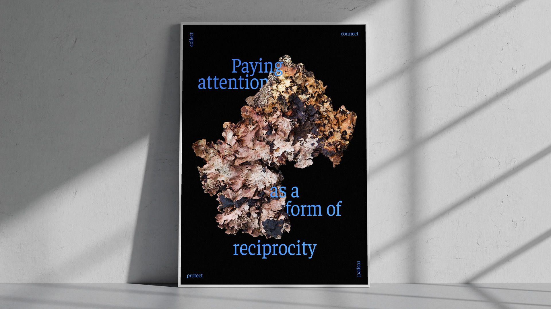 Cover image for The Art of Collecting