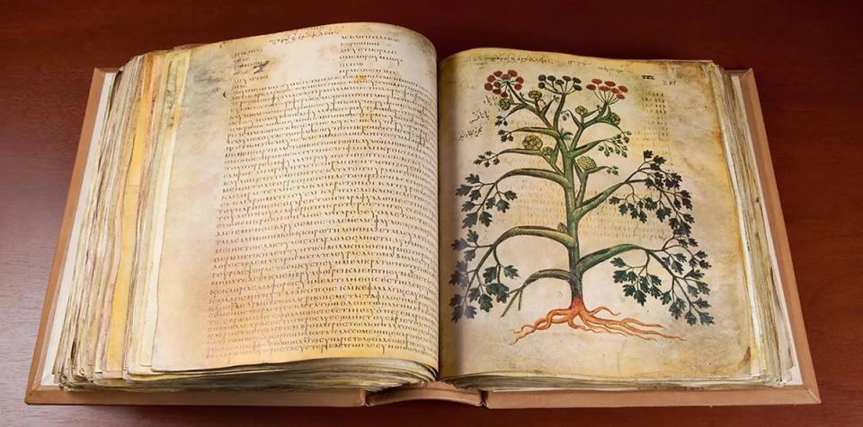 Image of an illuminated copy of De Materia Medica