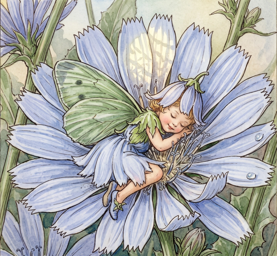 The Chicory Fairy, sleeping in her favourite chicory flower