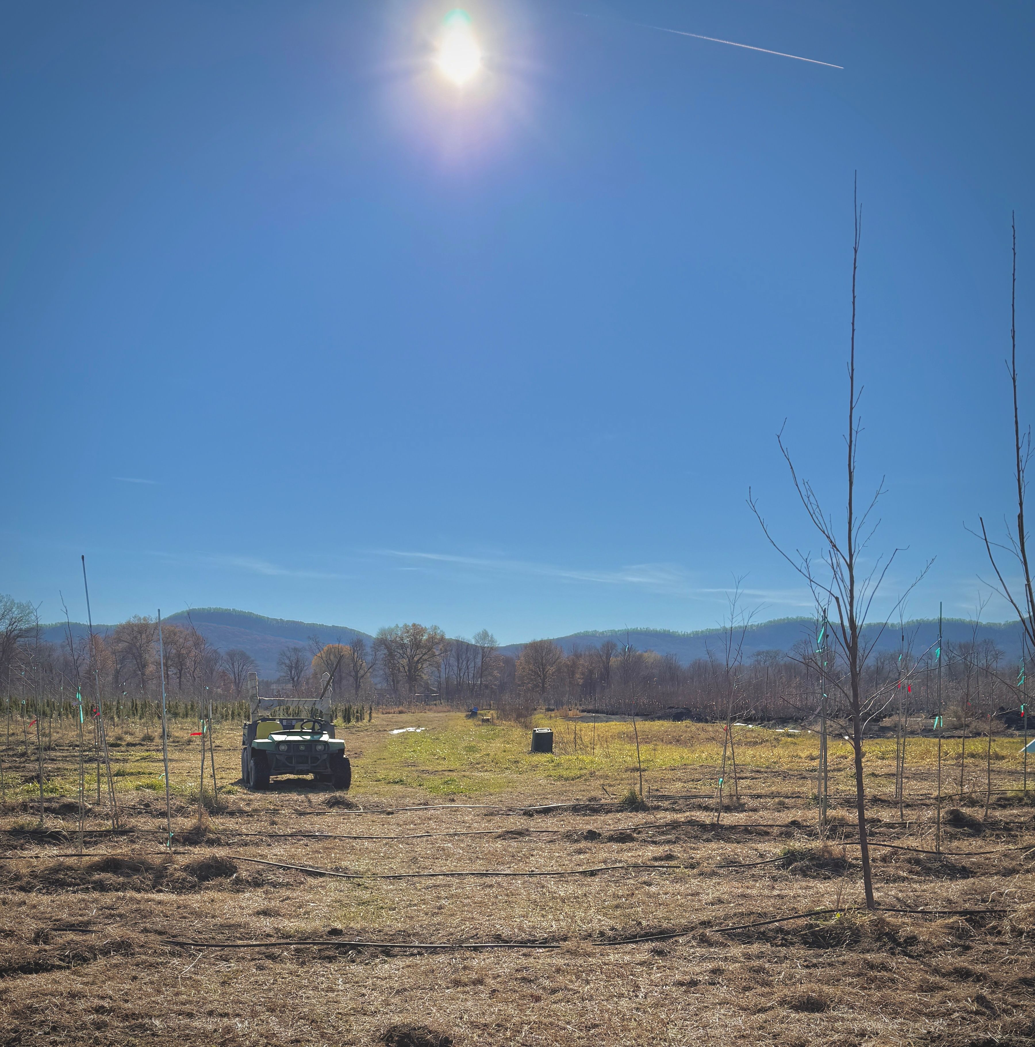 Best Trees and Shrubs to Plant in Western Massachusetts This Spring