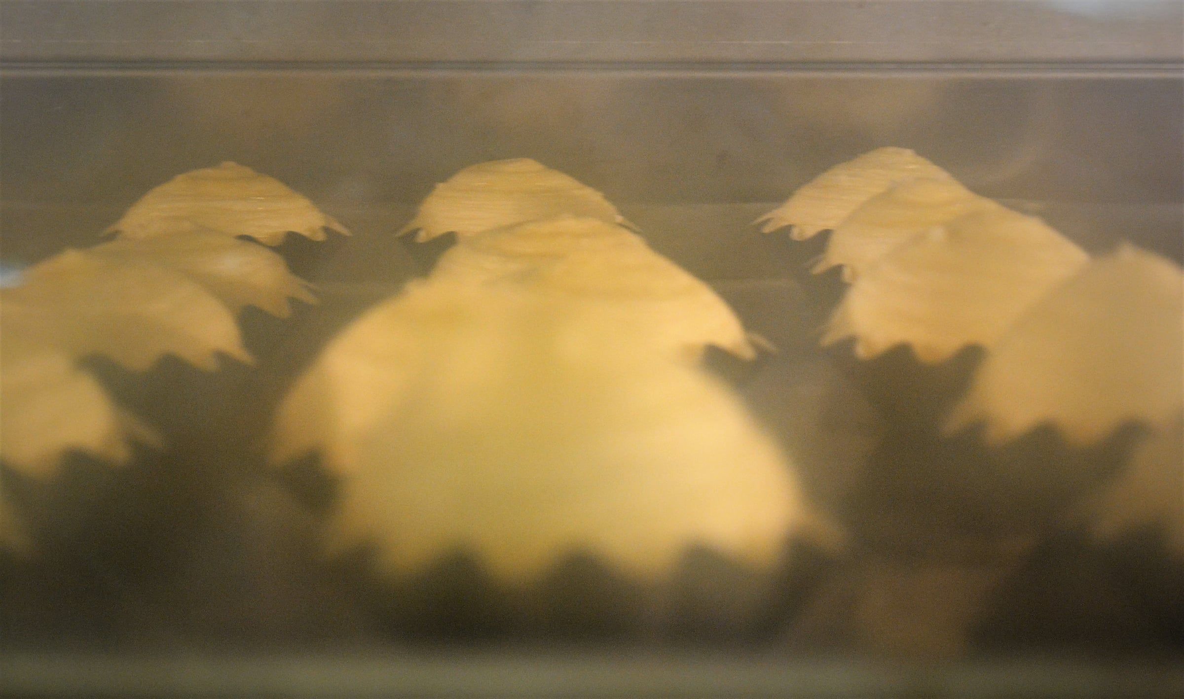 Bread and Viennoiserie with Francois Brunet — image 167