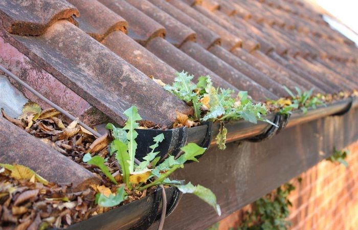 Plants growing in gutters