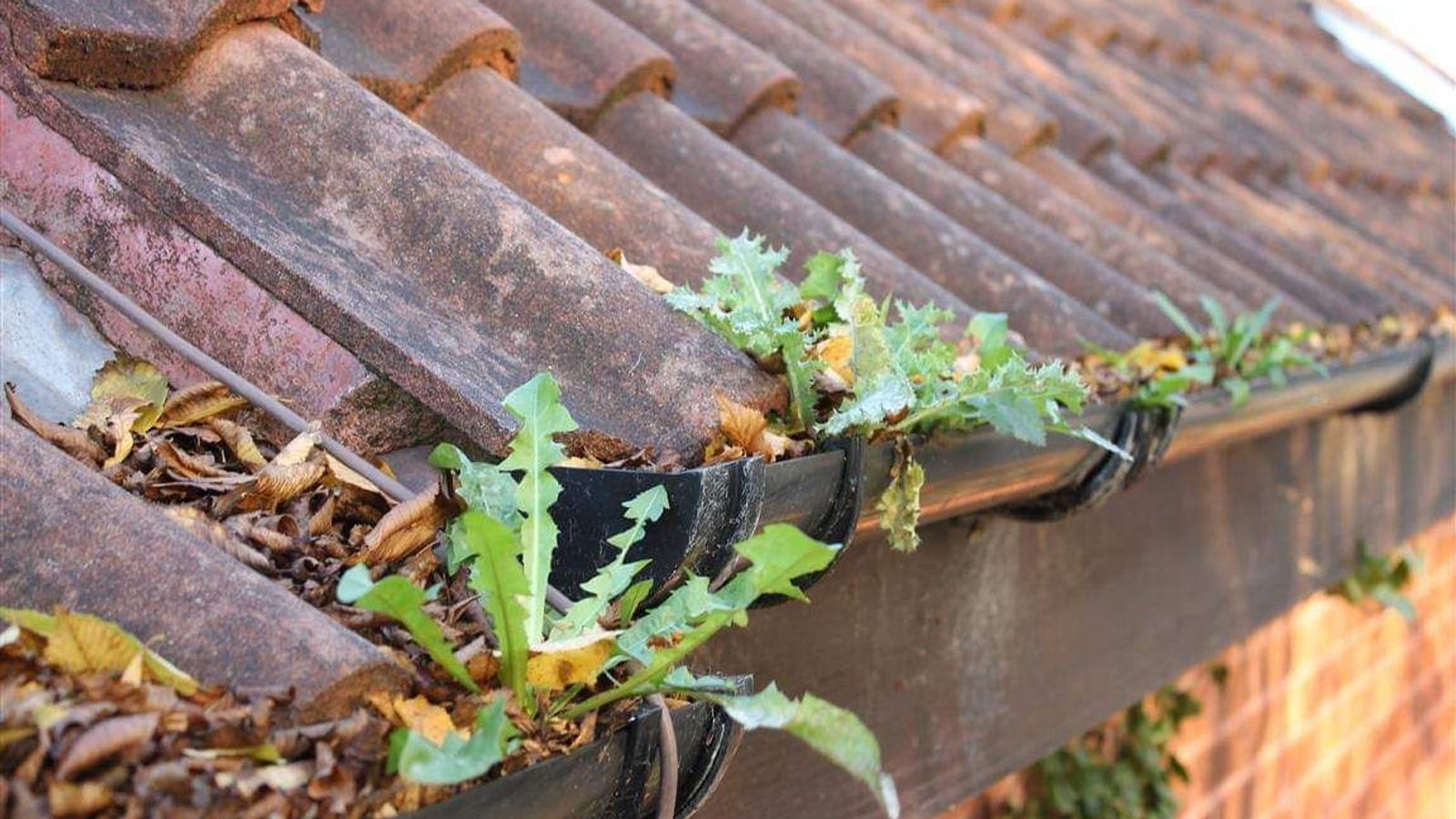 Plants growing in gutters