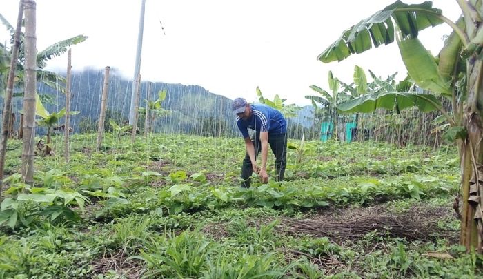 Puesto de plátano en un mercado regional de Cúcuta