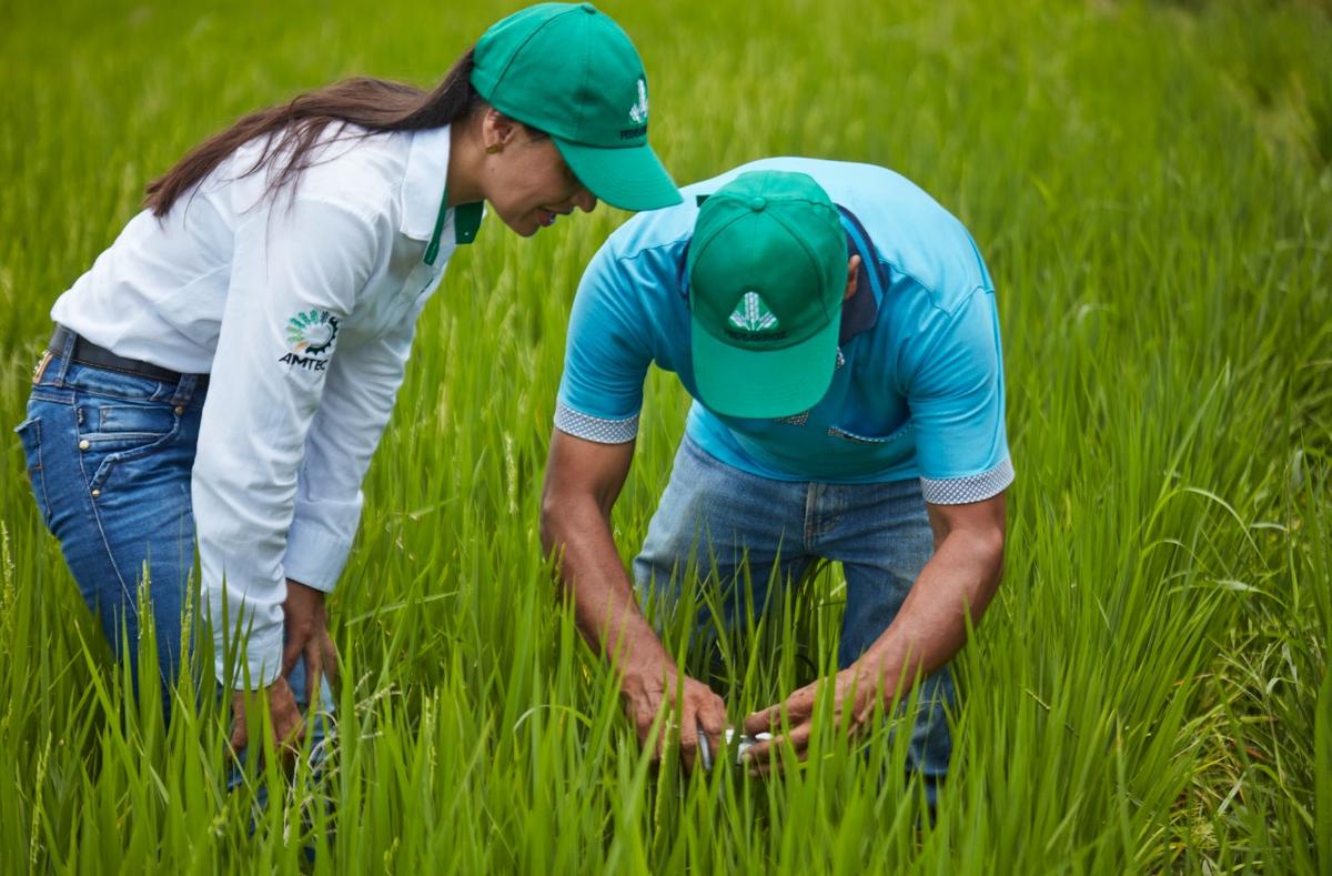 La producción de arroz de Norte de Santander se caracteriza por producir más con menos área sembrada. Foto Fedearroz