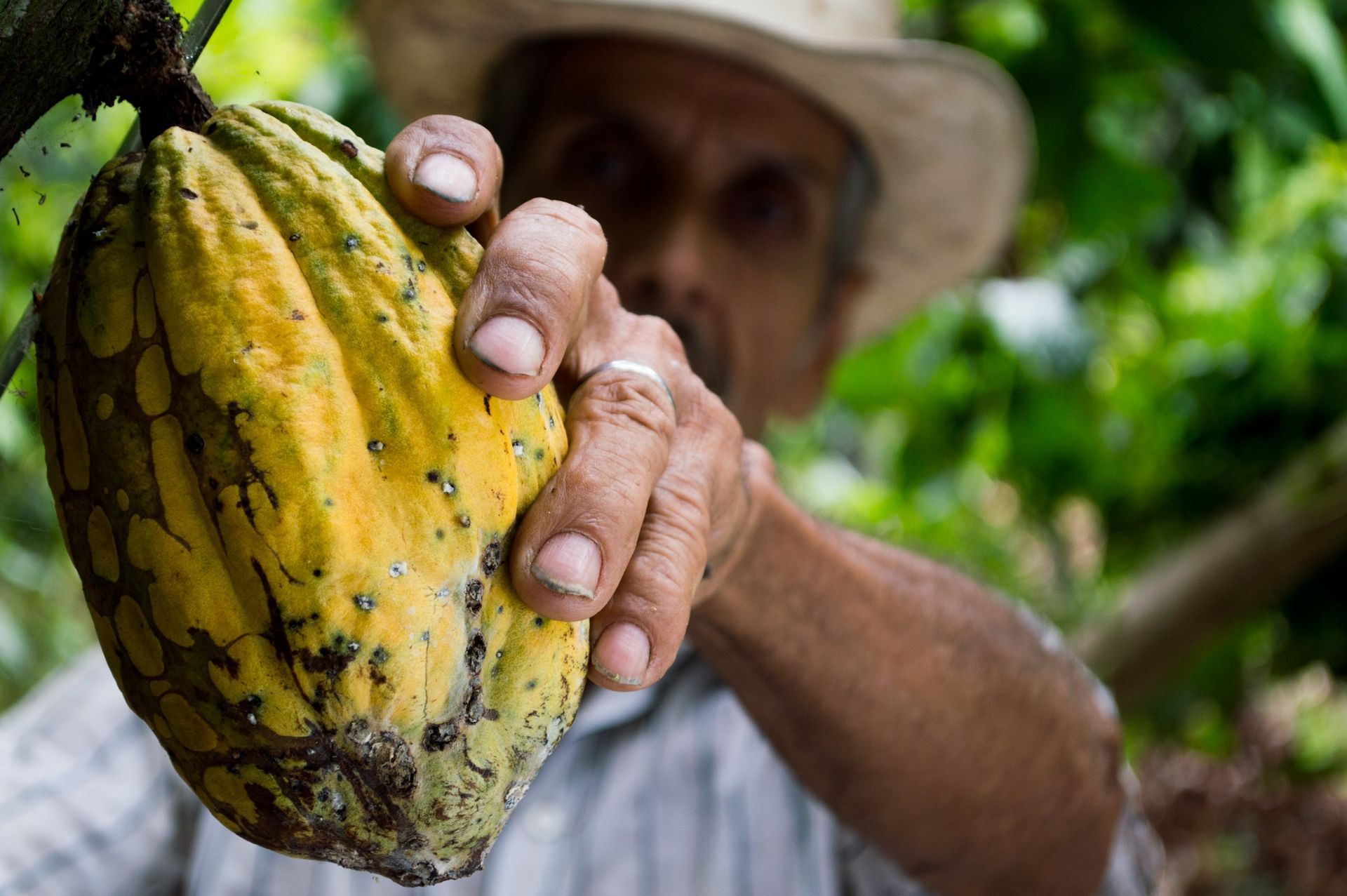 Norte de Santander es uno de los municipios más expuestos al contrabando de cacao por su ubicación estratégica.