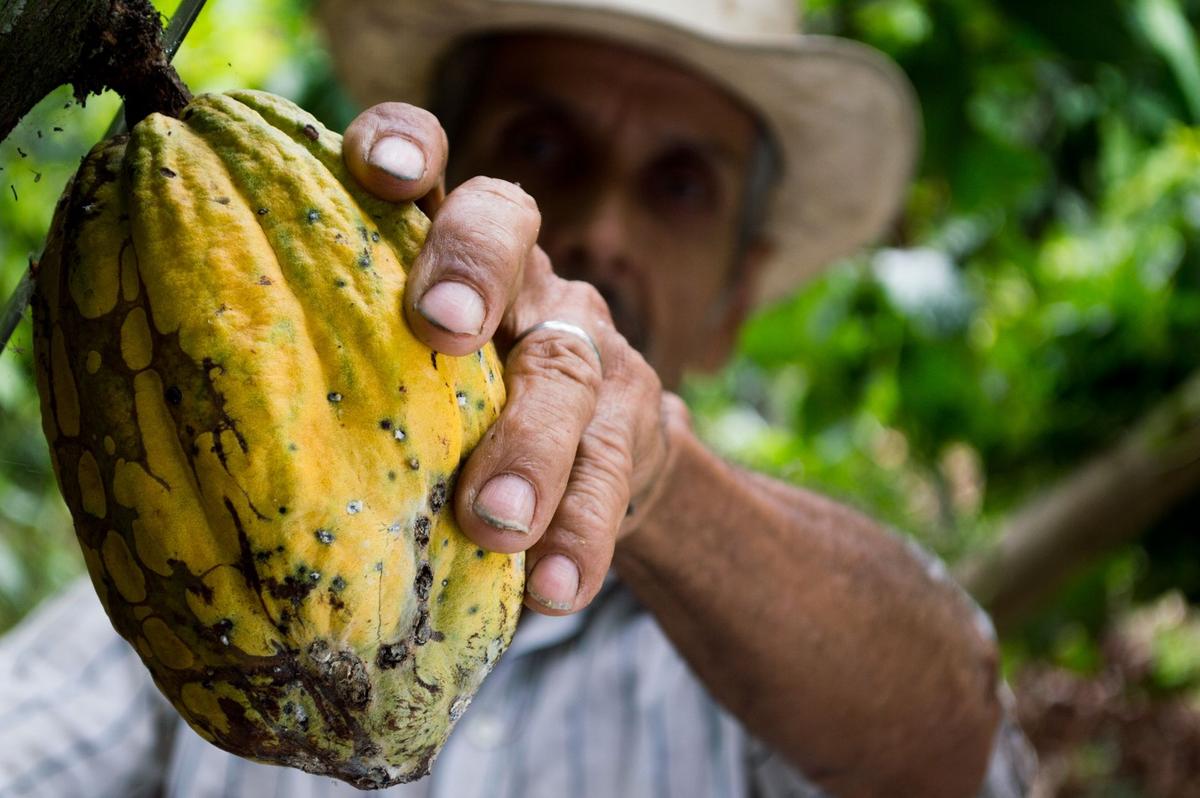 Norte de Santander es uno de los municipios más expuestos al contrabando de cacao por su ubicación estratégica.