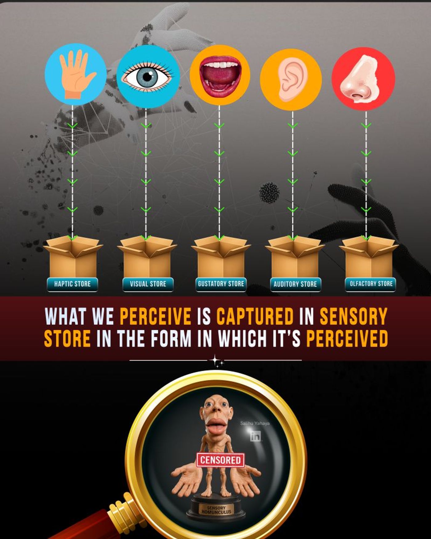 Graphic illustrating how each sense takes in information to its respective sensory store 