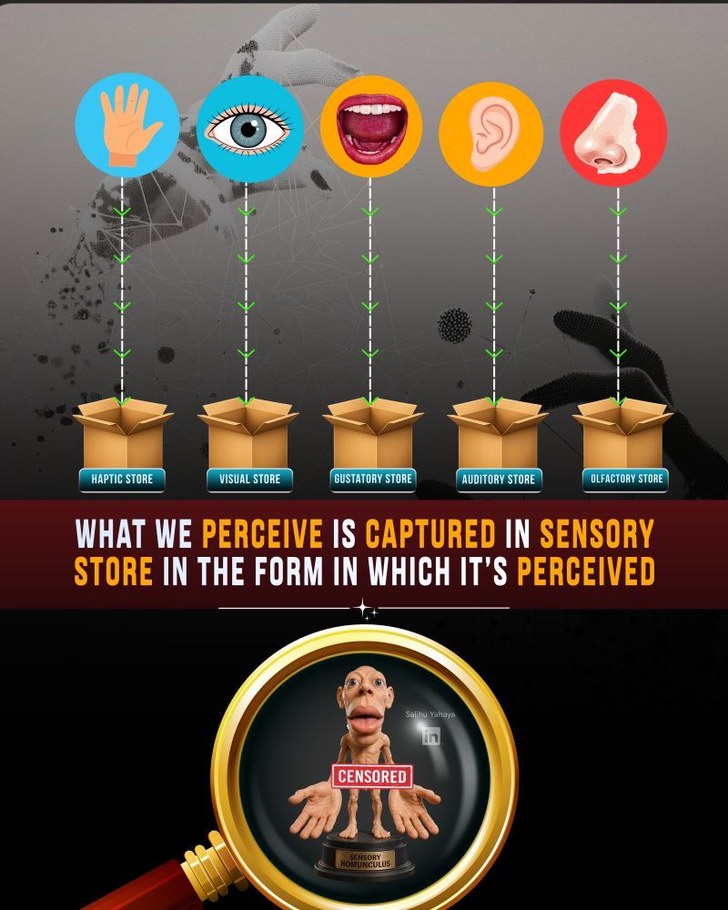 Graphic illustrating how each sense takes in information to its respective sensory store