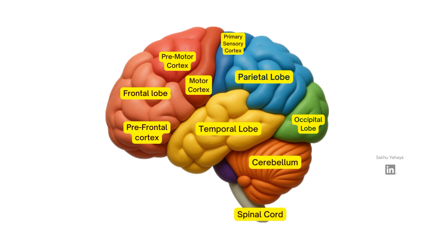 An integrated Labelled diagram of the brain showing the frontal, parietal, temporal and occipital lobes, the motor, pre-motor, pre-frontal and primary sensory cortices, the cerebellum and the spinal cord.