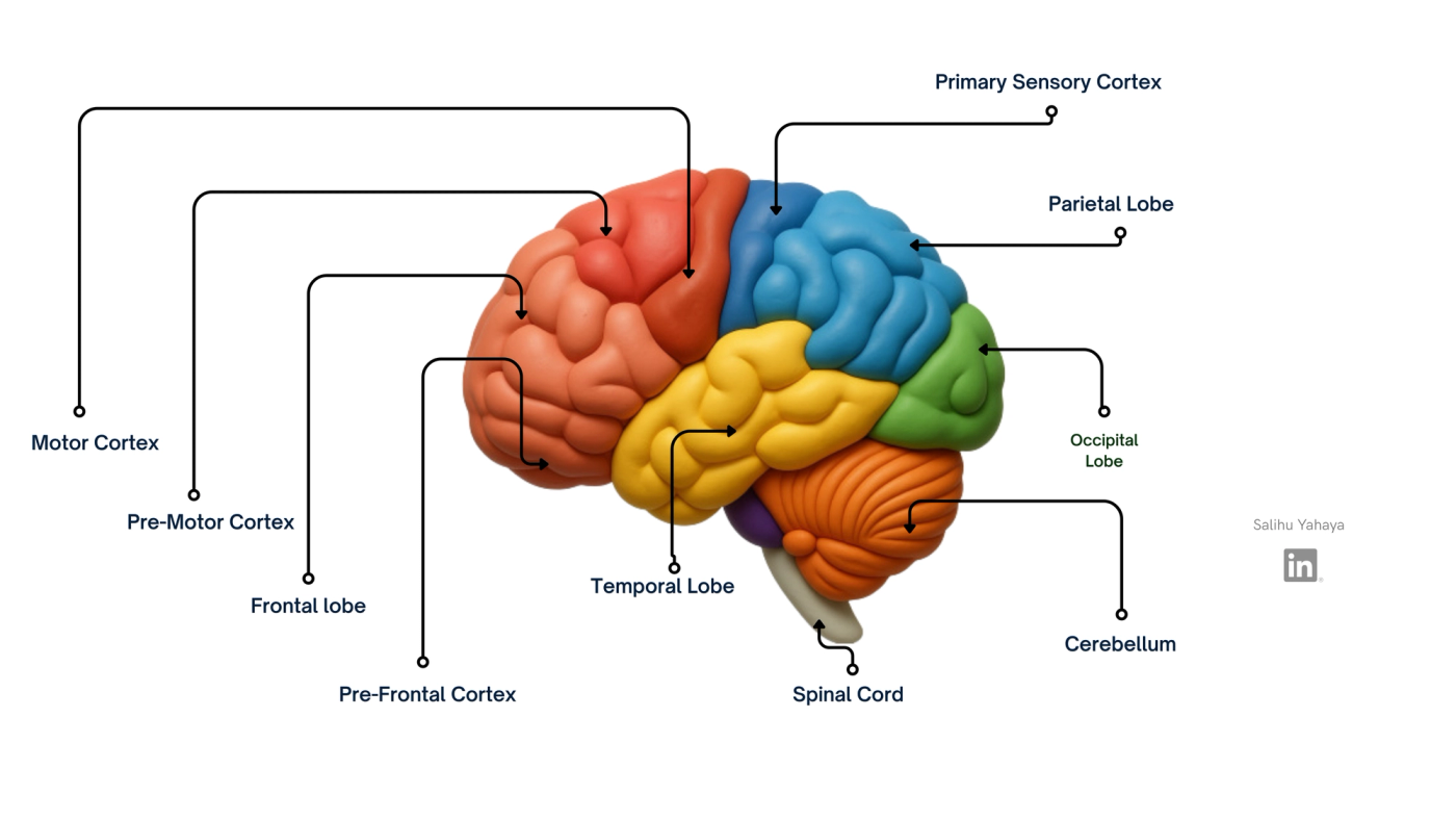 Labelled side view of the human brain, with each region in a different colour. The frontal lobe at the front includes the pre-frontal cortex, the pre-motor cortex and, at its back edge, the motor cortex. Just behind that is the primary sensory cortex, at the front of the parietal lobe on top. The occipital lobe is at the back, the temporal lobe along the lower side, the cerebellum beneath the back of the brain, and the spinal cord extends downward from the base.
