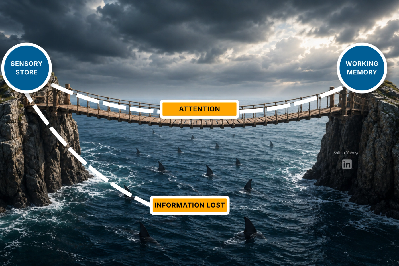 Illustration of two cliffs joined by a rope bridge over a shark-filled sea. The left cliff is labelled "Sensory Store" and the right cliff "Working Memory." One dotted path crosses the bridge, labelled "Attention," to reach working memory. A second dotted path drops from the sensory store down into the sea, labelled "Information Lost."