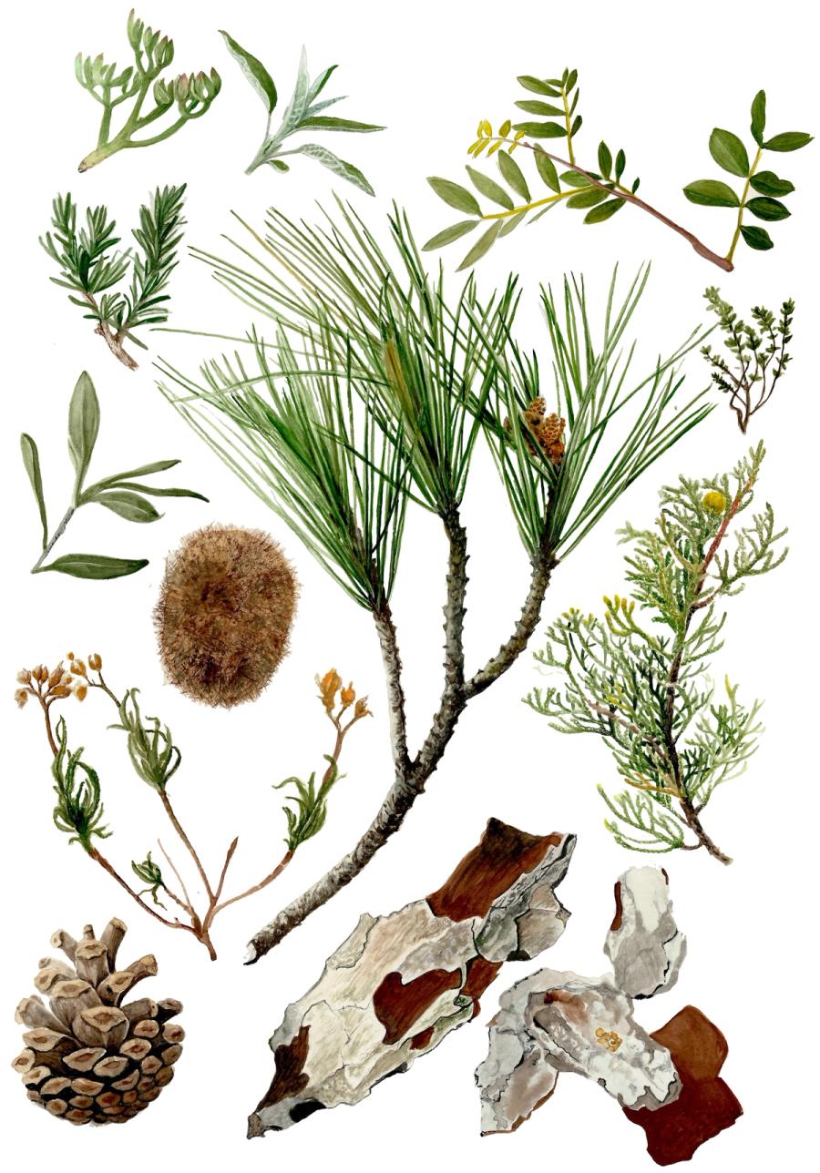 Mediterranean Pine Bark