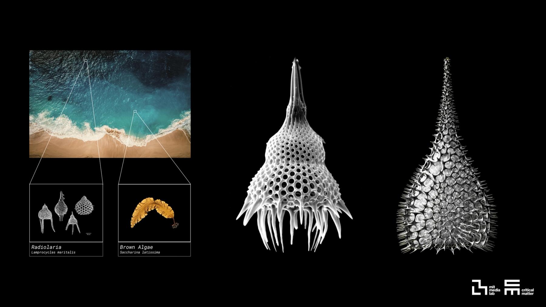 Diagram linking ocean environments and marine organisms, including radiolaria and brown algae, to enlarged microscopic forms with intricate porous and scale-like structures.