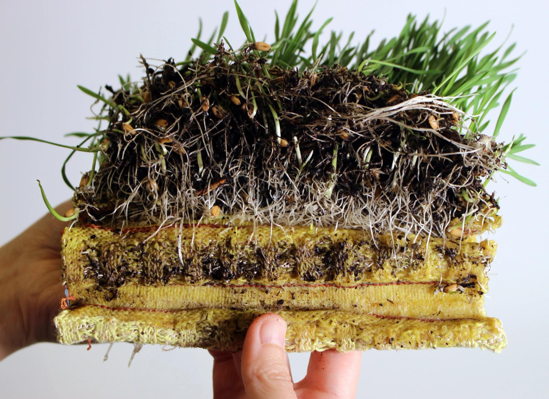 Cross-section of a living material sample showing dense grass and roots growing through layers of fibrous material, held in two hands.
