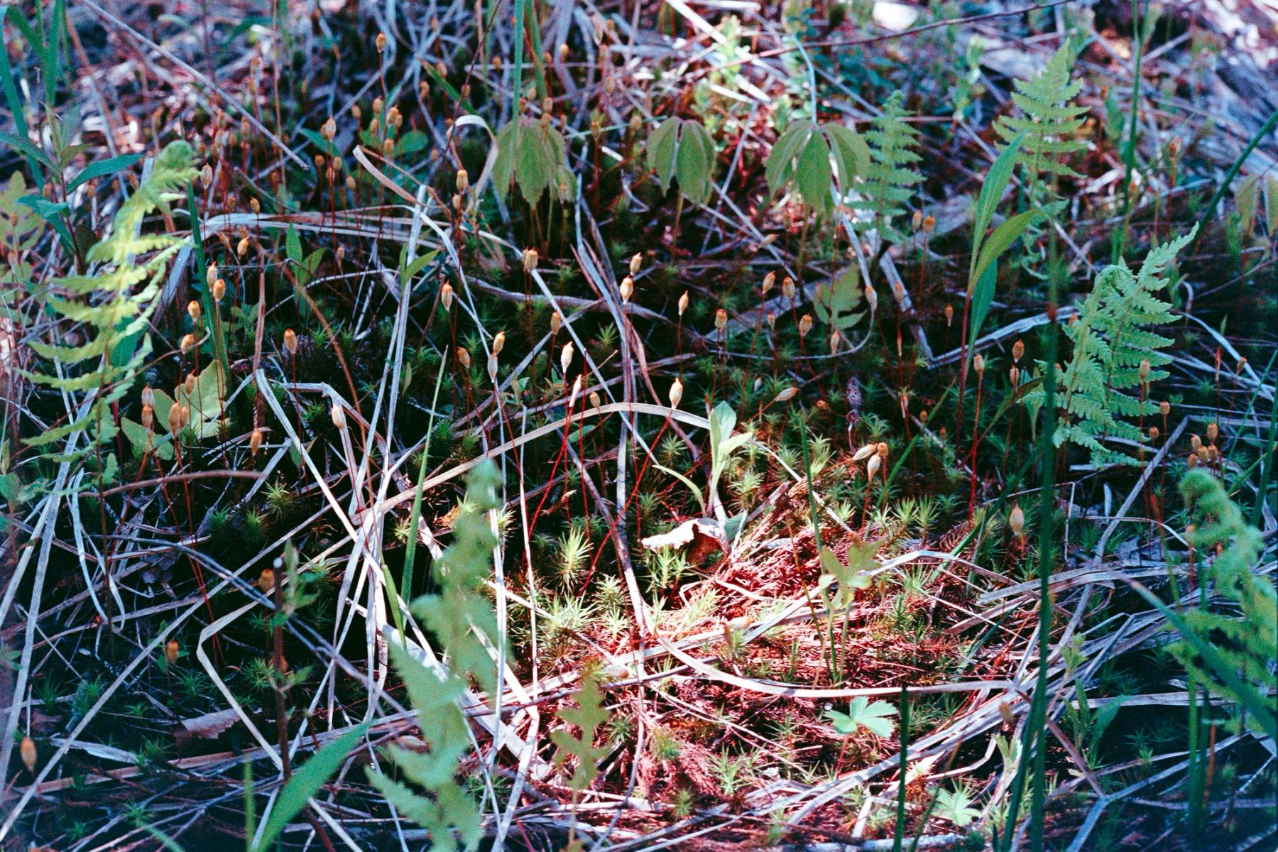 Close-up of a wetland floor covered with mosses, ferns, grasses, and other small plants in dappled sunlight.