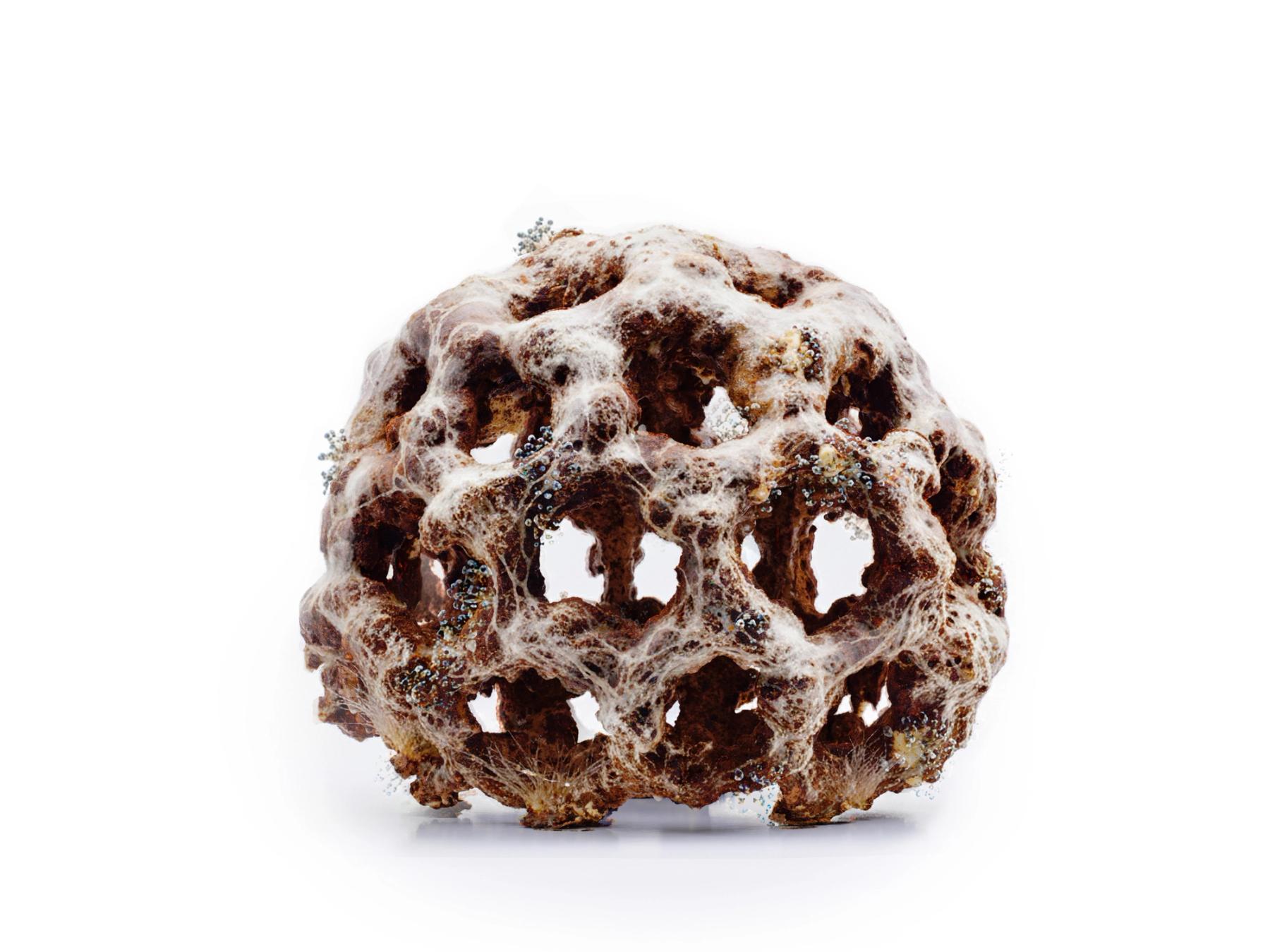A porous, rounded organic structure covered in white, web-like fungal growth and small crystalline formations against a white background.