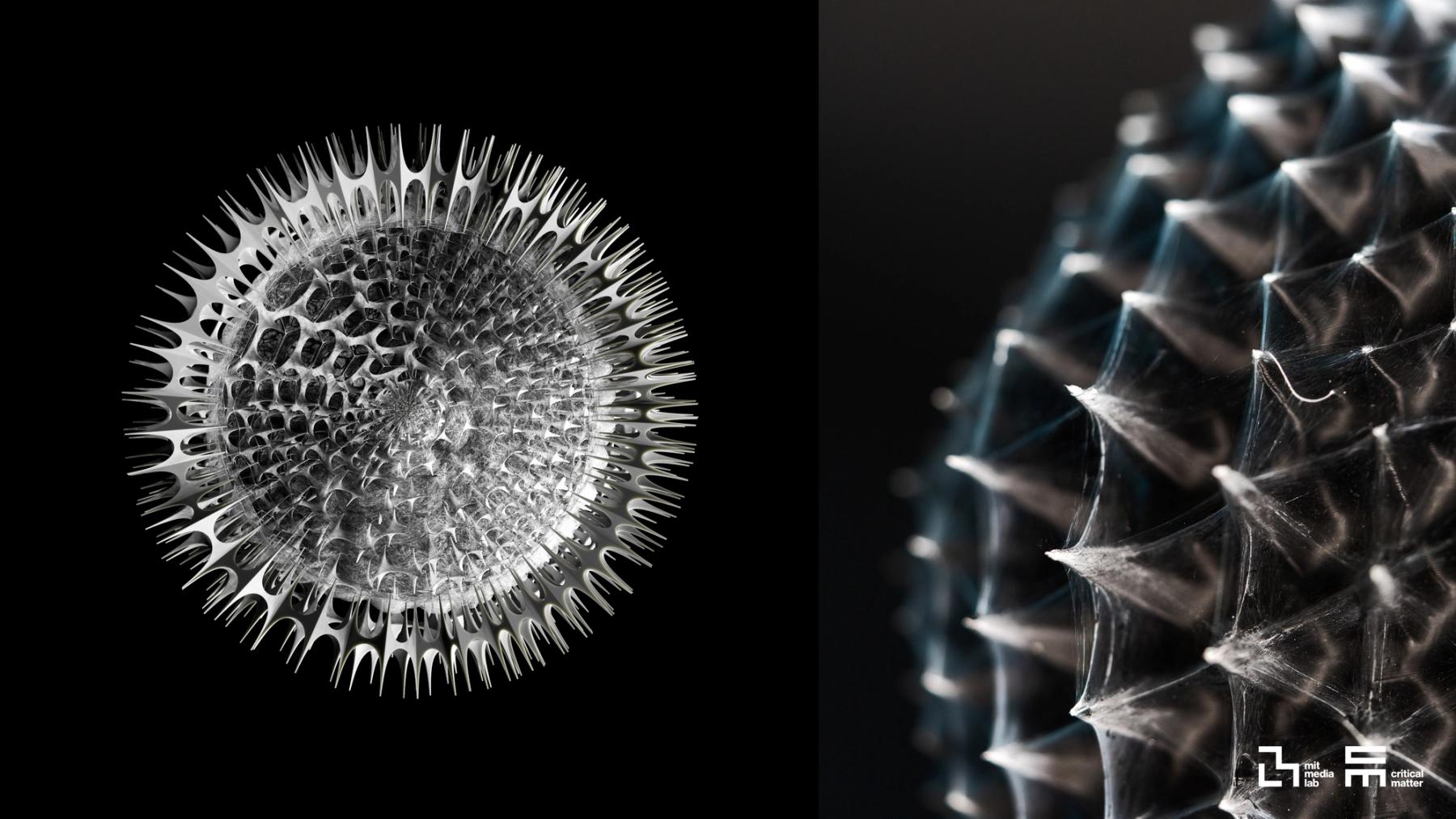 Microscopic views of a circular marine organism with an intricate translucent structure, radiating spines, and a close-up of its web-like geometric surface.