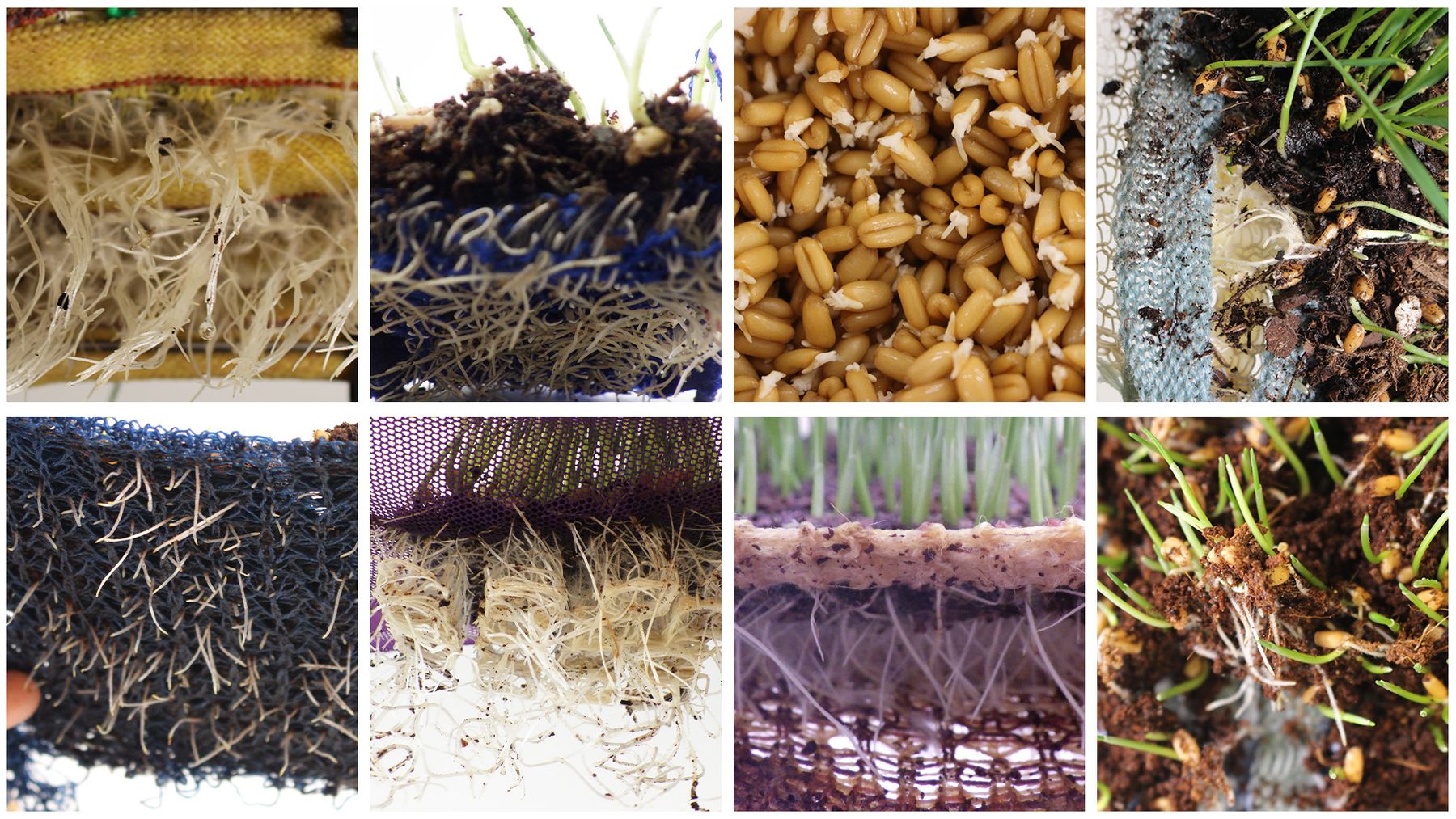 Collage of close-up experiments showing seeds germinating and plant roots growing through layers of soil, mesh, and fibrous textile materials.
