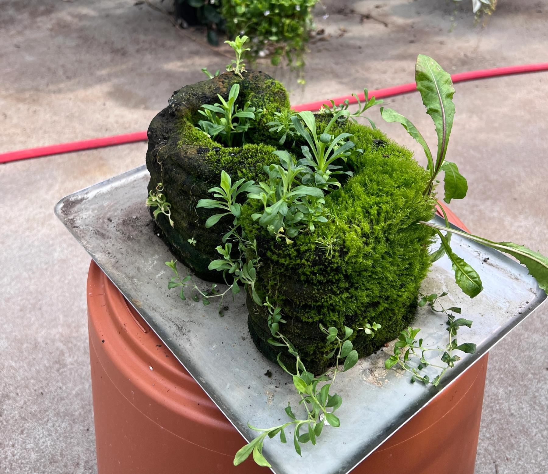 Moss and small plants grow across a dark, porous 3D-printed block with rounded openings, displayed on a metal tray.