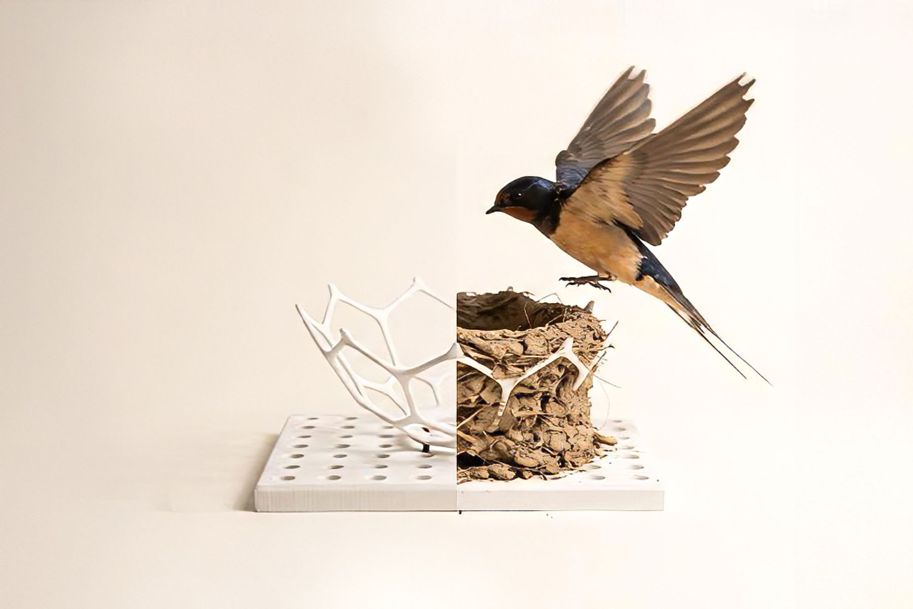 A barn swallow approaches a partially constructed nest displayed beside a white, branching 3D-printed structure on a perforated platform.