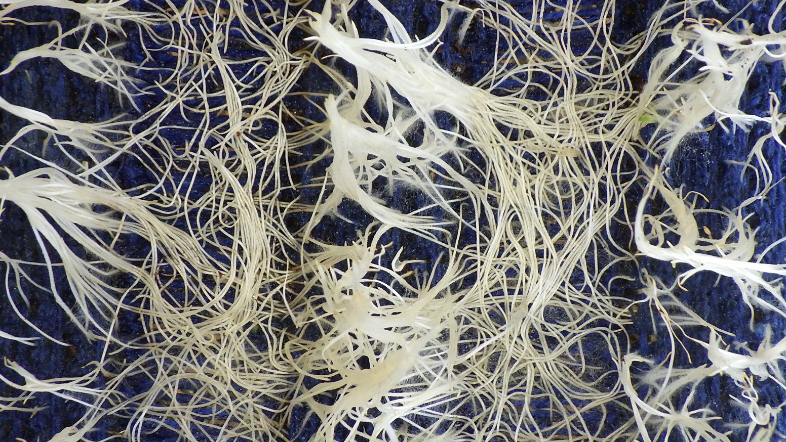 Close-up of dense white plant roots spreading across and through a dark blue knitted textile.