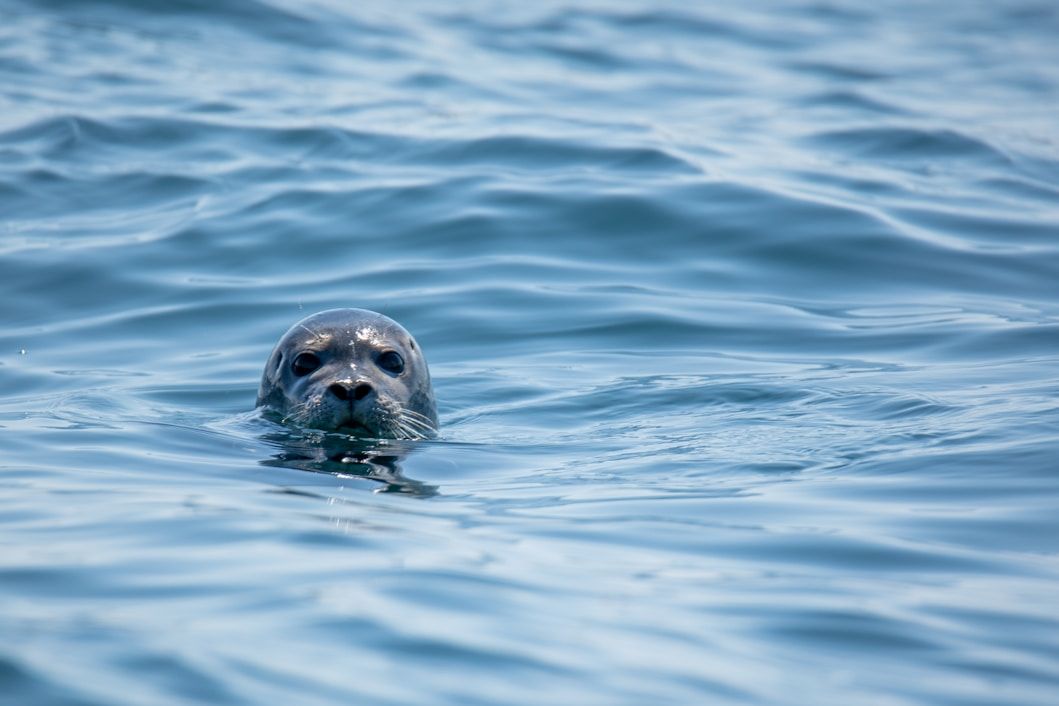 Sel som stikker hodet opp av havet på selsafari ved Verdens Ende