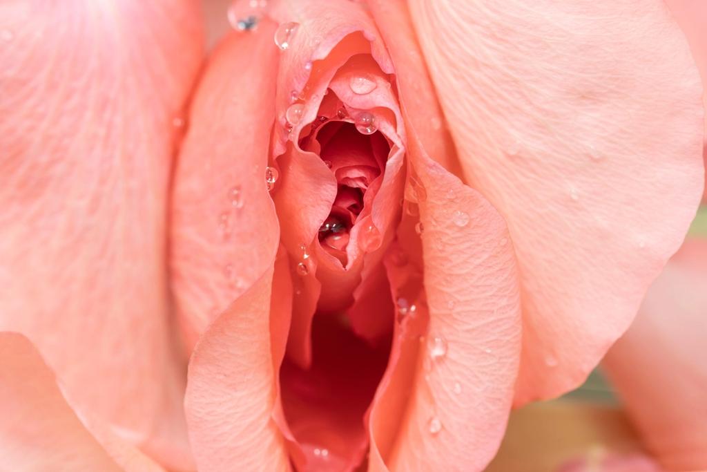 Rose som representerer kvinnens klitoris