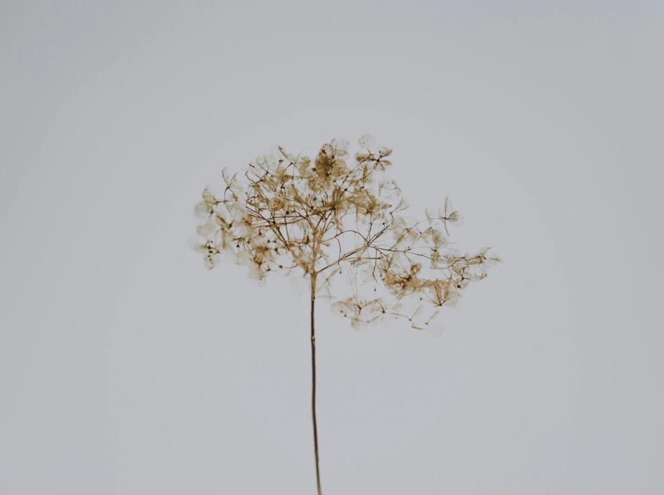 Bilde av en vissen blomst: Annie Spratt, Unsplash. 