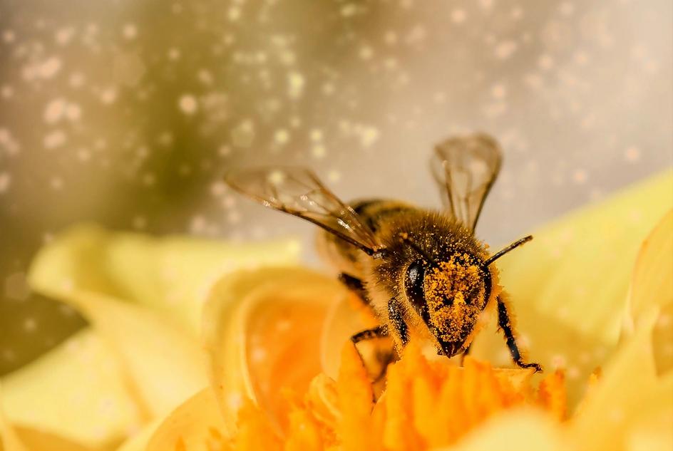 bie i pollen pollenallergi
