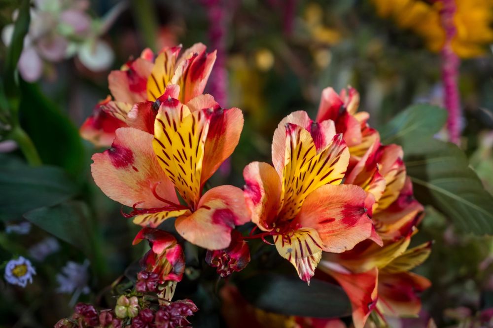 image-43690396c718de8e5fc48dee719b9e3b907c32d7-5722x3807-jpg