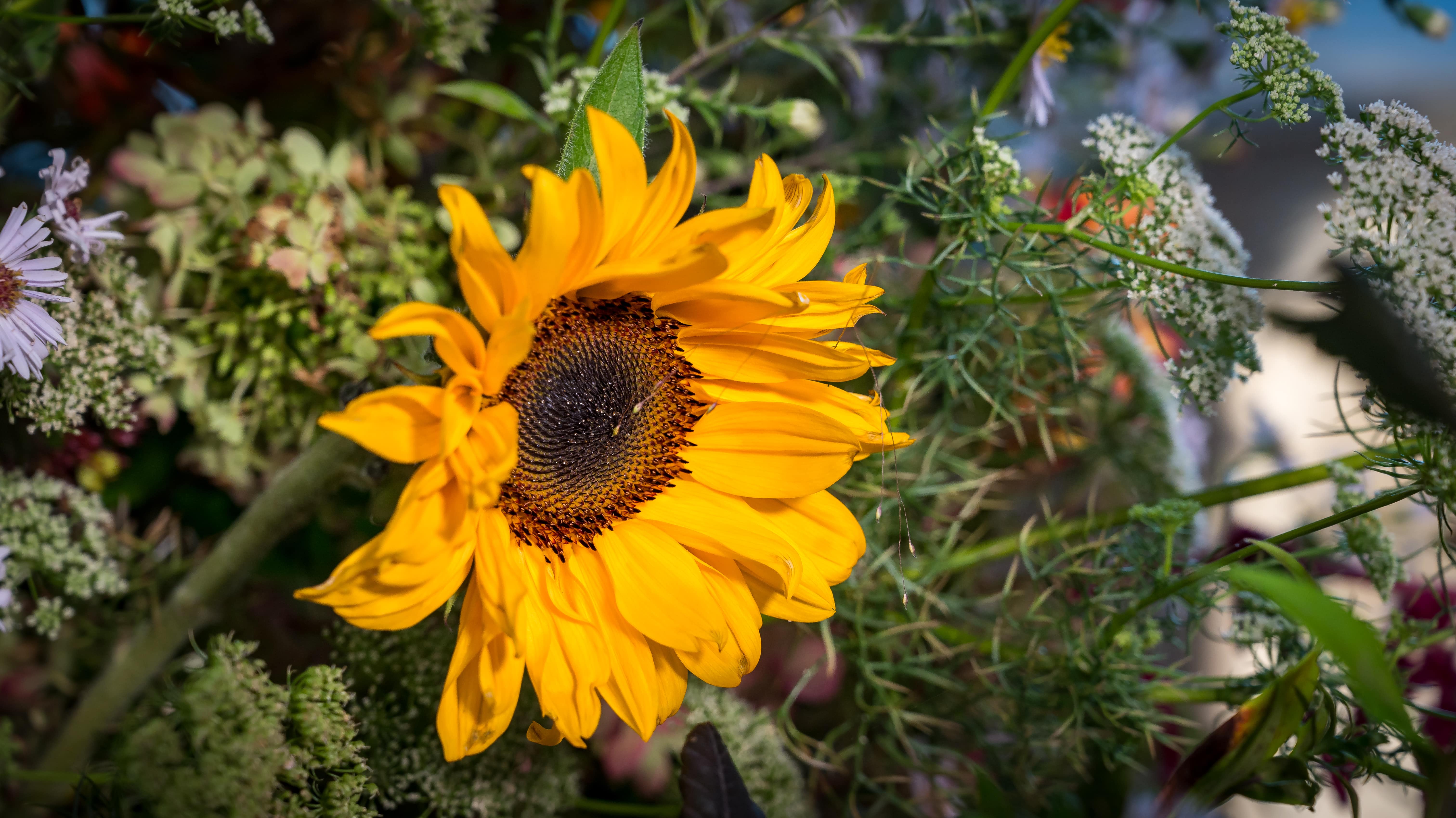 image-536a72d0ac290ab6bbd77c79a913556a5af2b971-6048x3400-jpg