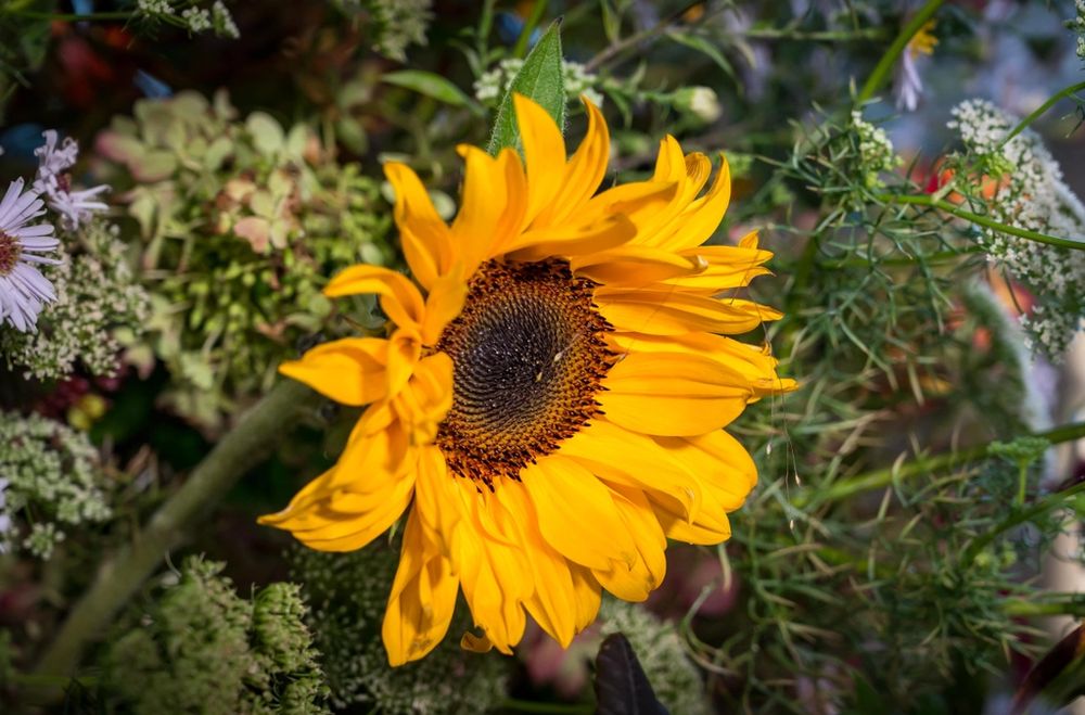 image-536a72d0ac290ab6bbd77c79a913556a5af2b971-6048x3400-jpg