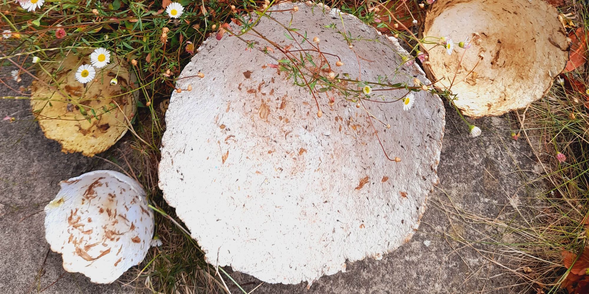 image-6e2fe2cdbbaf664fea073204974876fbe7a66d5f-2992x4000-jpg