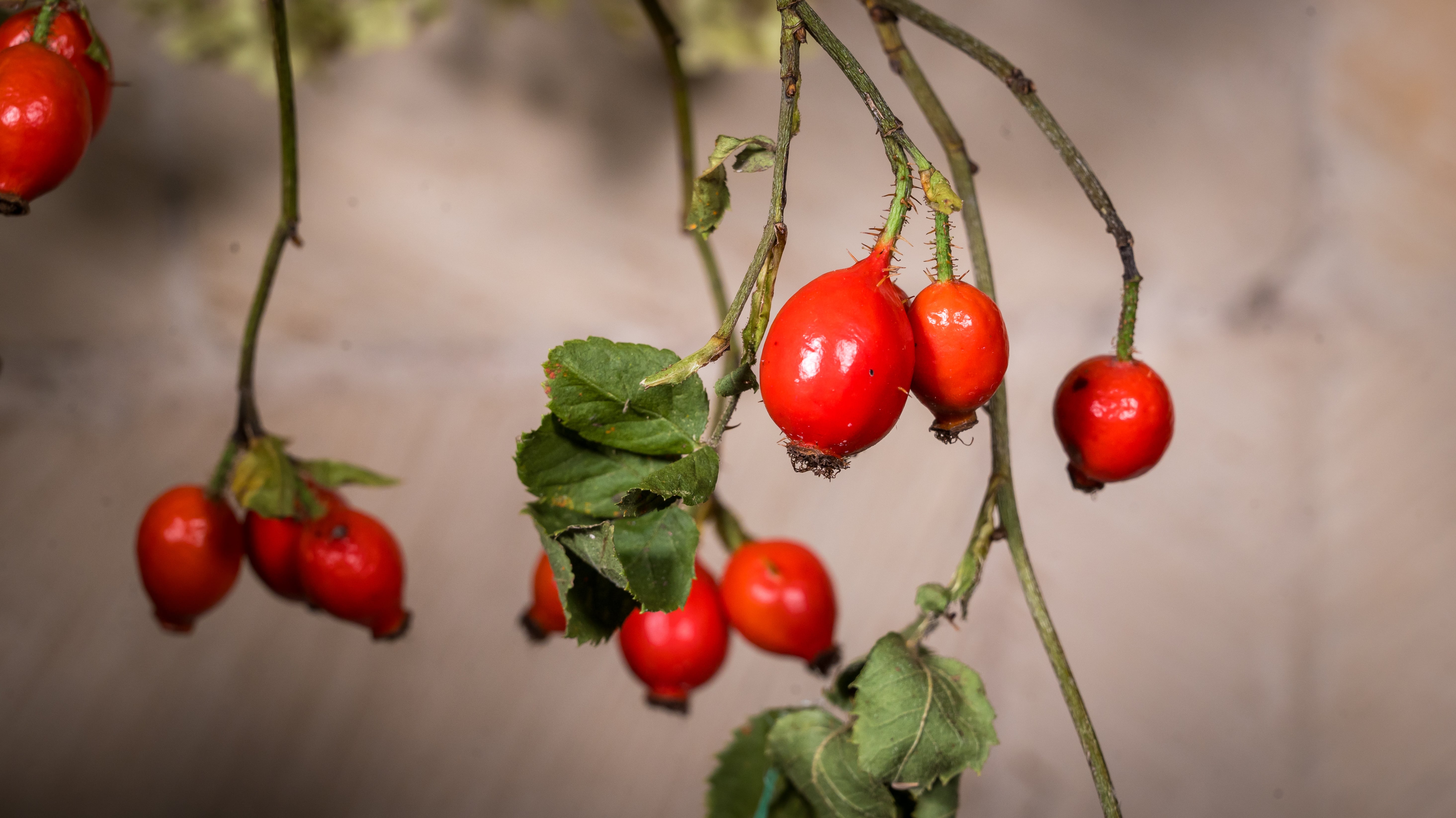 image-746efe3d1da74fd2f18e9cee6fb360a2eaa8a8bf-5858x3293-jpg