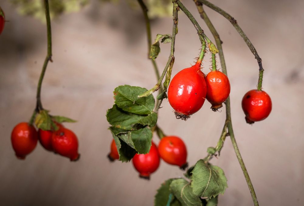 image-746efe3d1da74fd2f18e9cee6fb360a2eaa8a8bf-5858x3293-jpg