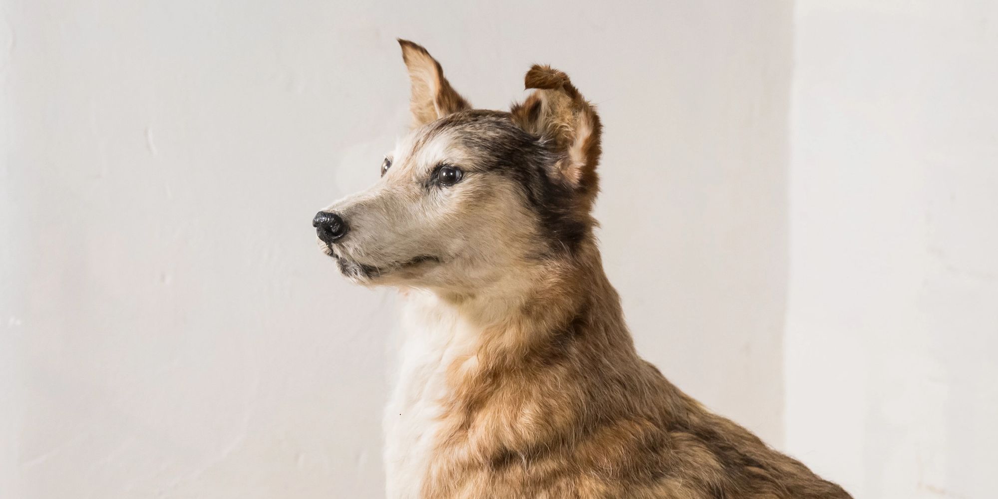 image-cfedfabceeba2213d6ba5363f76739c6ff53ab83-4858x4270-jpg