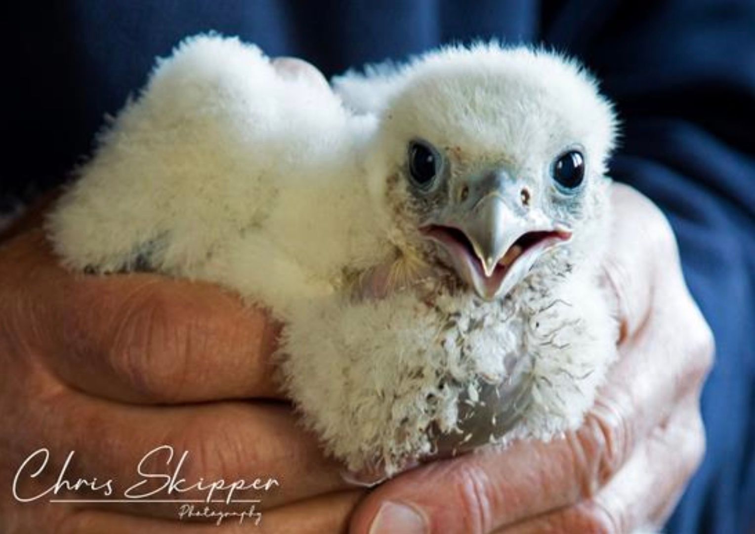 image-e3e351ebce231d87c507f4a8c487037e067a1440-1528x1082-jpg