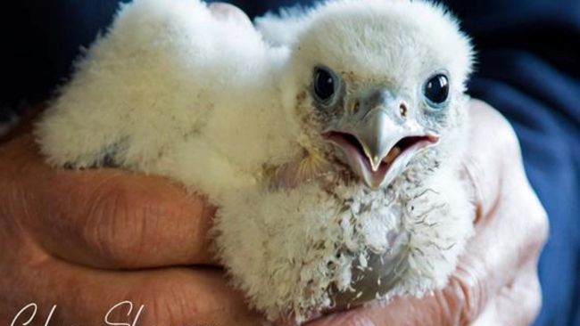 image-e3e351ebce231d87c507f4a8c487037e067a1440-1528x1082-jpg