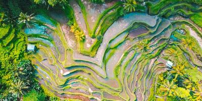 Bridging Data Complexity and Predictive Power: How Semantic Layers Can Revolutionize Machine Learning and Forecasting