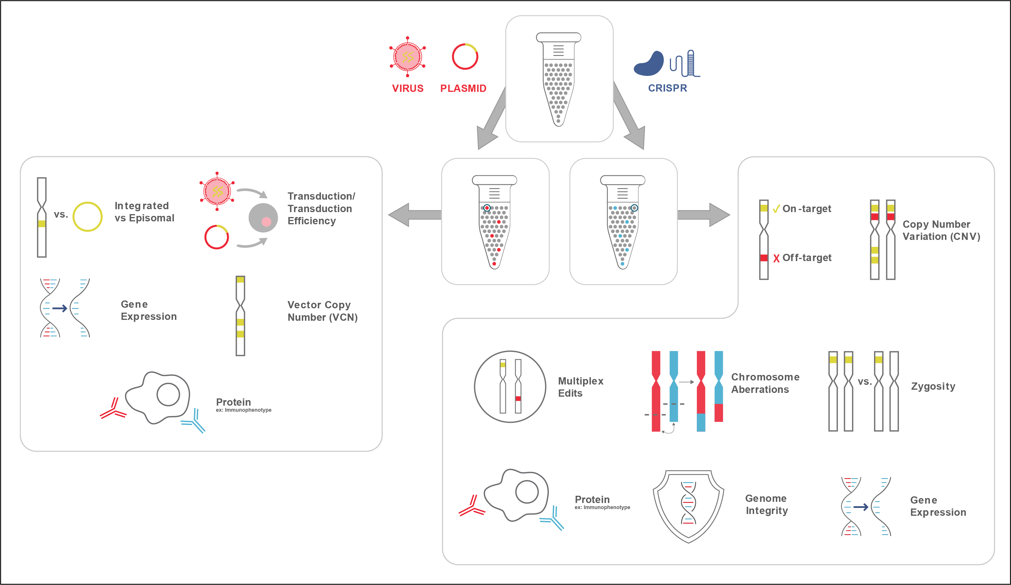 Schematic of attributes measured across viral, plasmid, and CRISPR delivery methods on the Tapestri platform: transduction efficiency, integrated versus episomal status, gene expression, vector copy number, protein/immunophenotype, on-target and off-target editing, copy number variation, multiplex edits, chromosome aberrations, zygosity, and genome integrity.